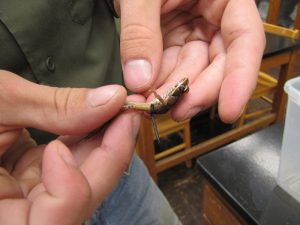 Juvenile wood frog with harmonic tag attached to its waist.