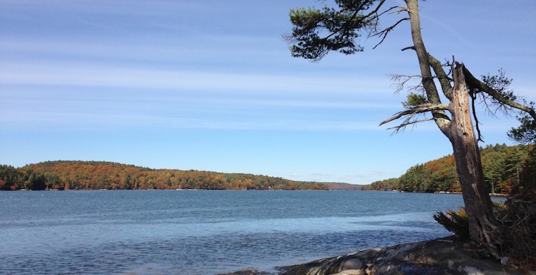 Tree on the coast