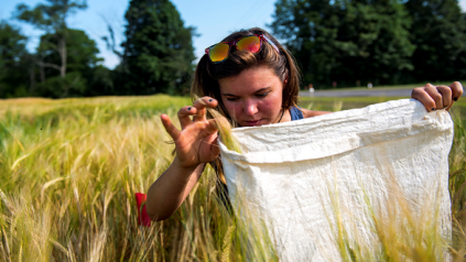 Color image of student conducting field work with grains