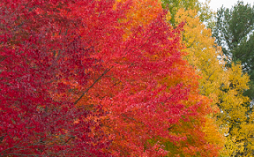 Color photo of fall foliage