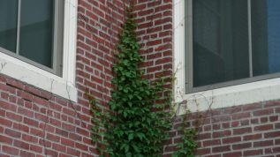 vines on brick building