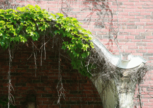 Colored picture of ivy vine on brick building