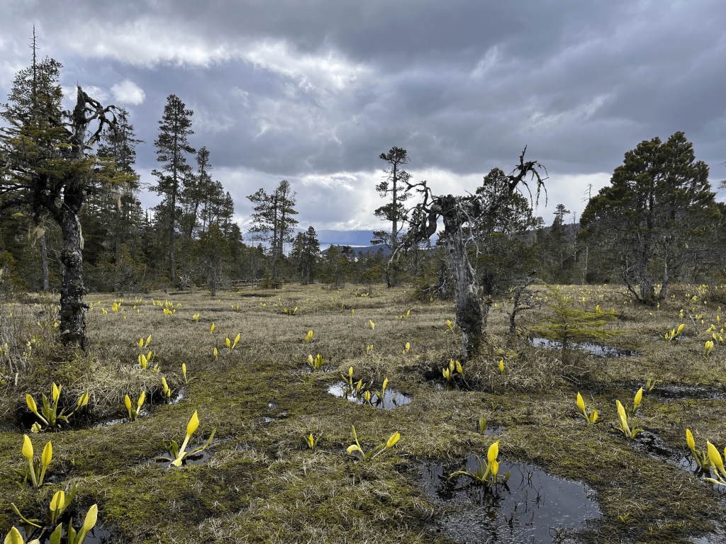 Field of yellow flowers and puddles in Spaulding Meadows Bog.