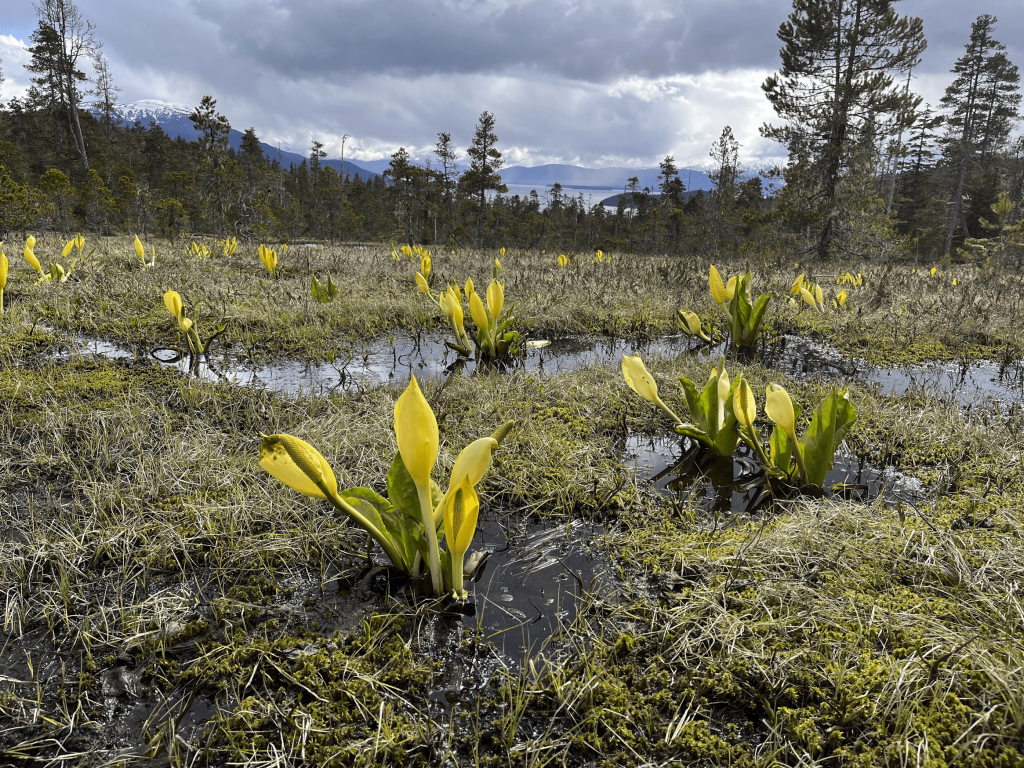 Yellow flowers and puddles in Spaulding Meadows Bog.