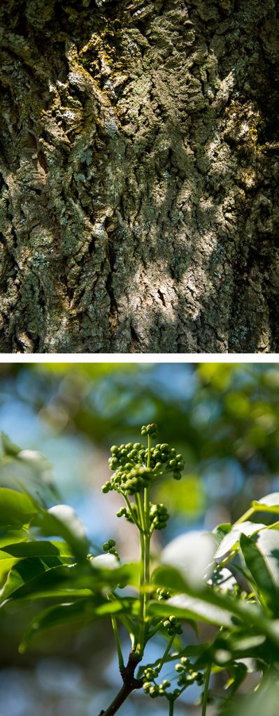 Amur Cork Tree bark and branch