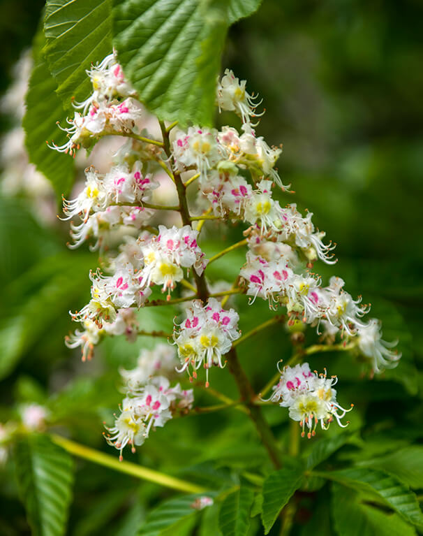 Common Horsechestnut flowers