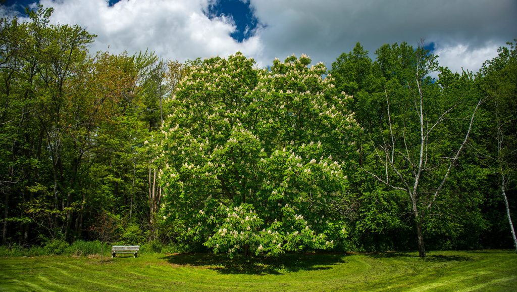 Common Horsechestnut