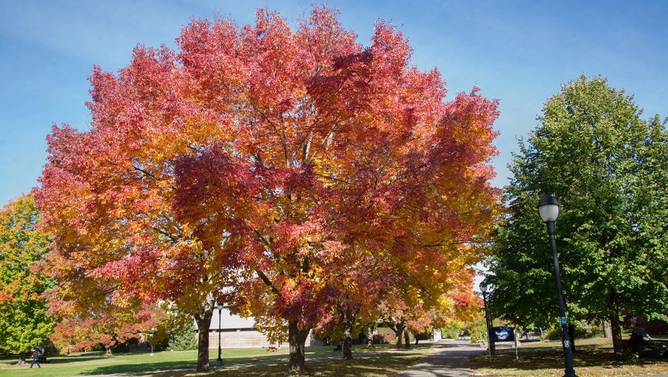 White Ash - Self-Guided Walking Tours - University of Maine