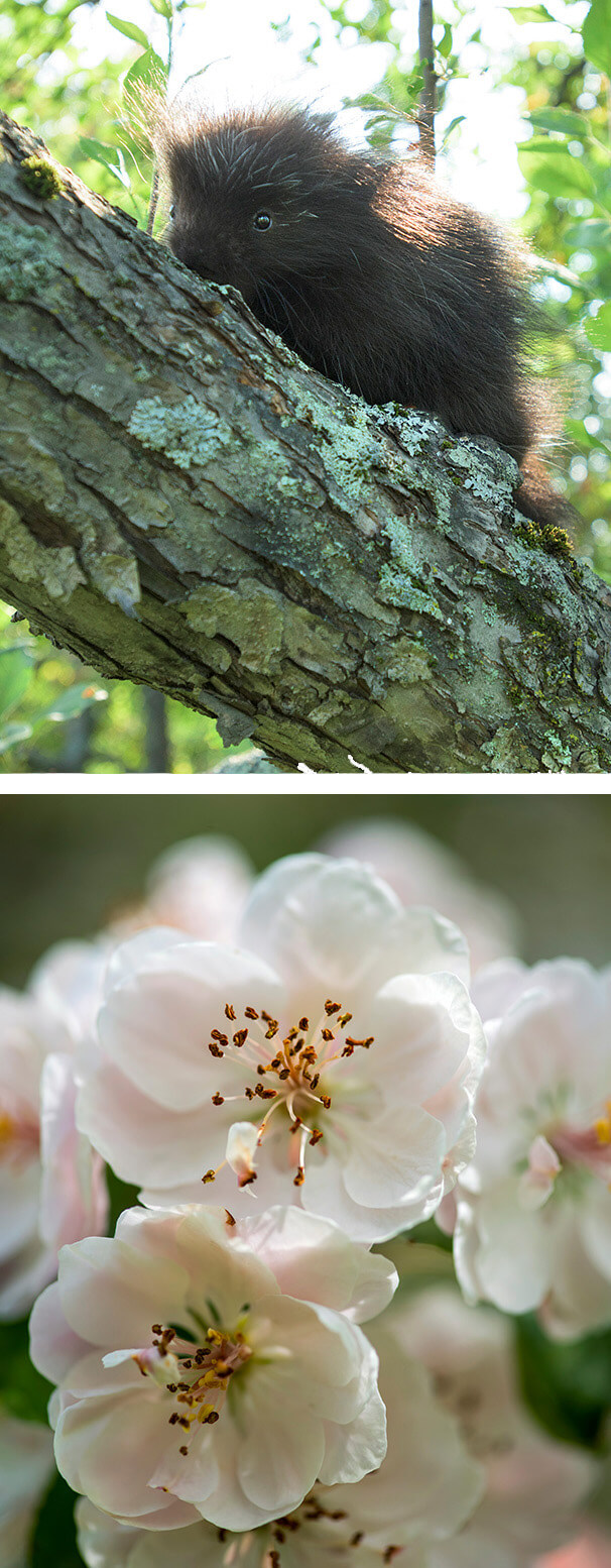 Flowering Crabapple