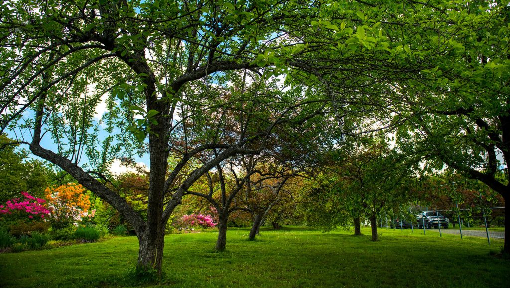 Flowering Crabapple