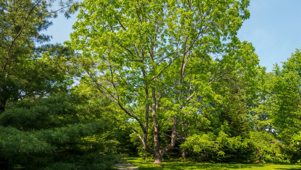 Eastern Black Walnut