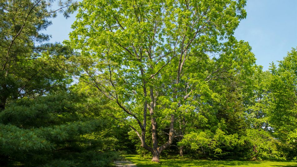 Eastern Black Walnut - Self-Guided Walking Tours - University of Maine