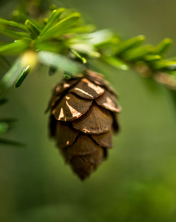 Canadian Hemlock