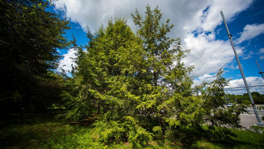 Canadian Hemlock