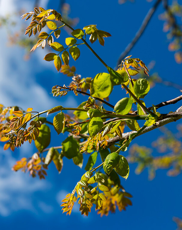 Kentucky Coffeetree leaves