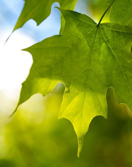 Black Maple - Self-Guided Walking Tours - University of Maine