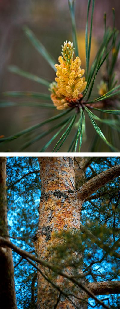 Scots Pine branch and trunk