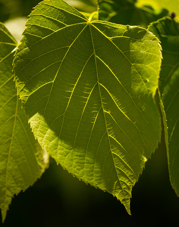 American Basswood leaf