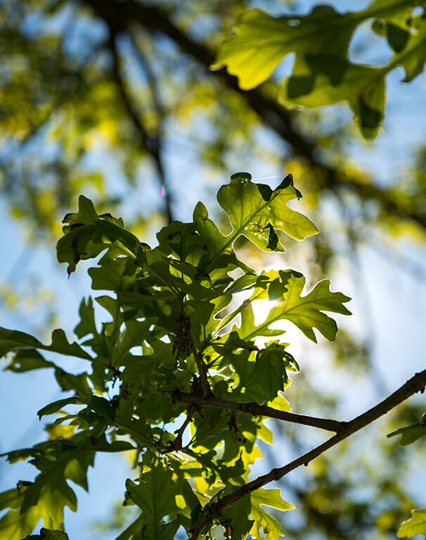 Bur Oak leaves