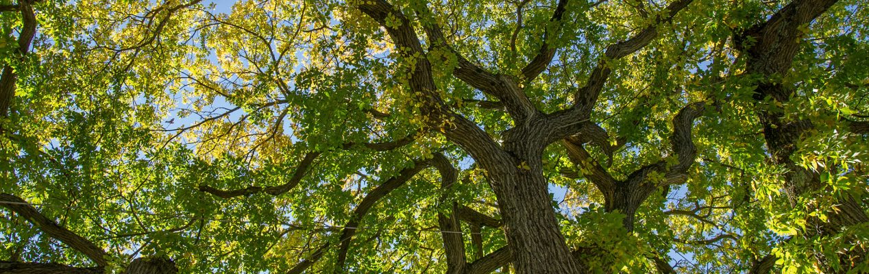 American Elm