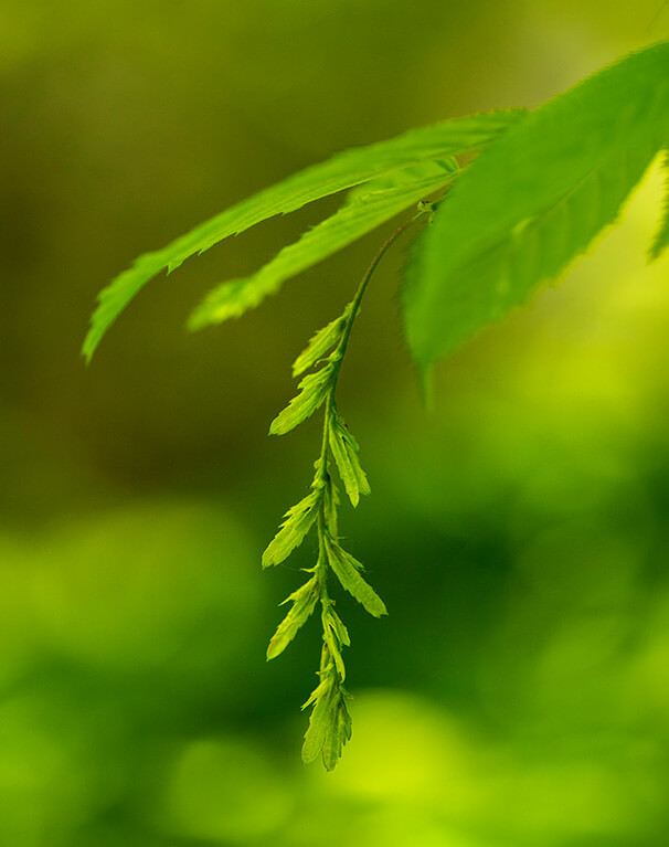 American Hornbeam leaves