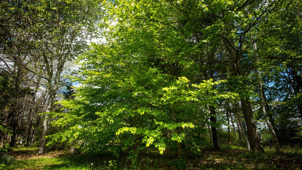 American Hornbeam