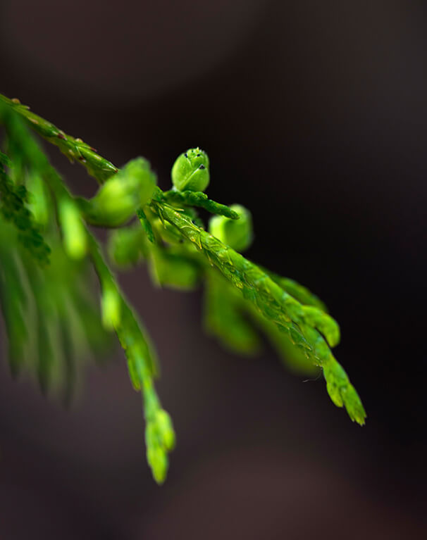 Eastern White Cedar branch