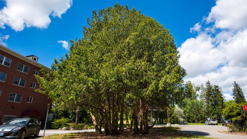 Eastern White Cedar