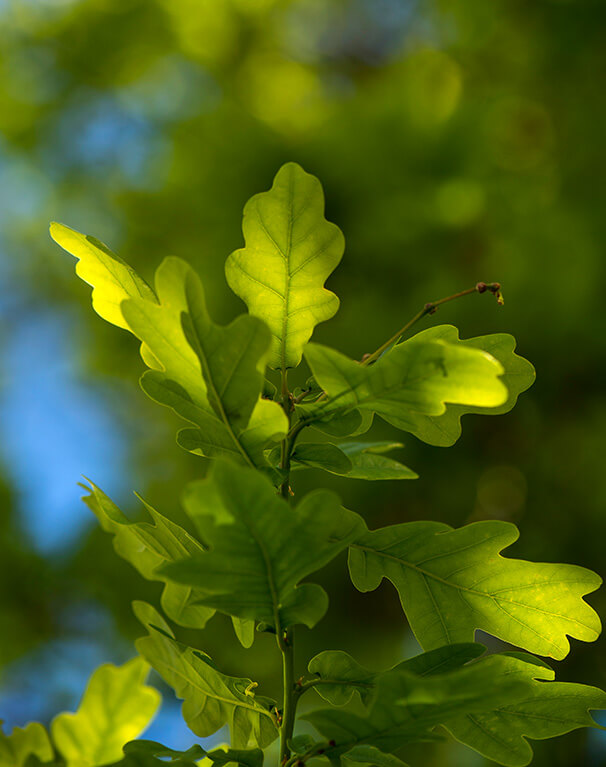 English Oak leaves