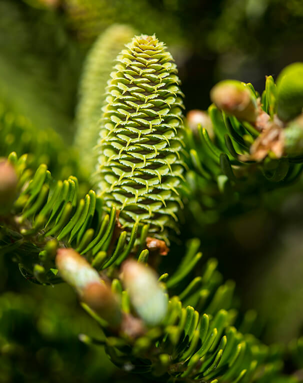 Korean Fir branch