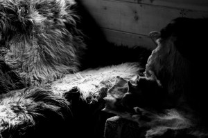 Bear and deer skin draped over furniture.