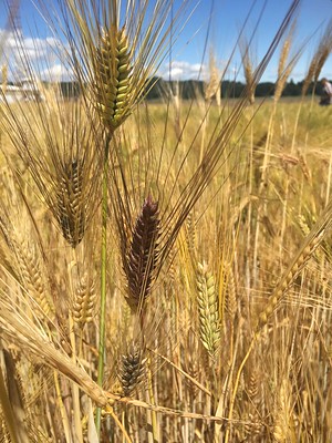 Picture of grain