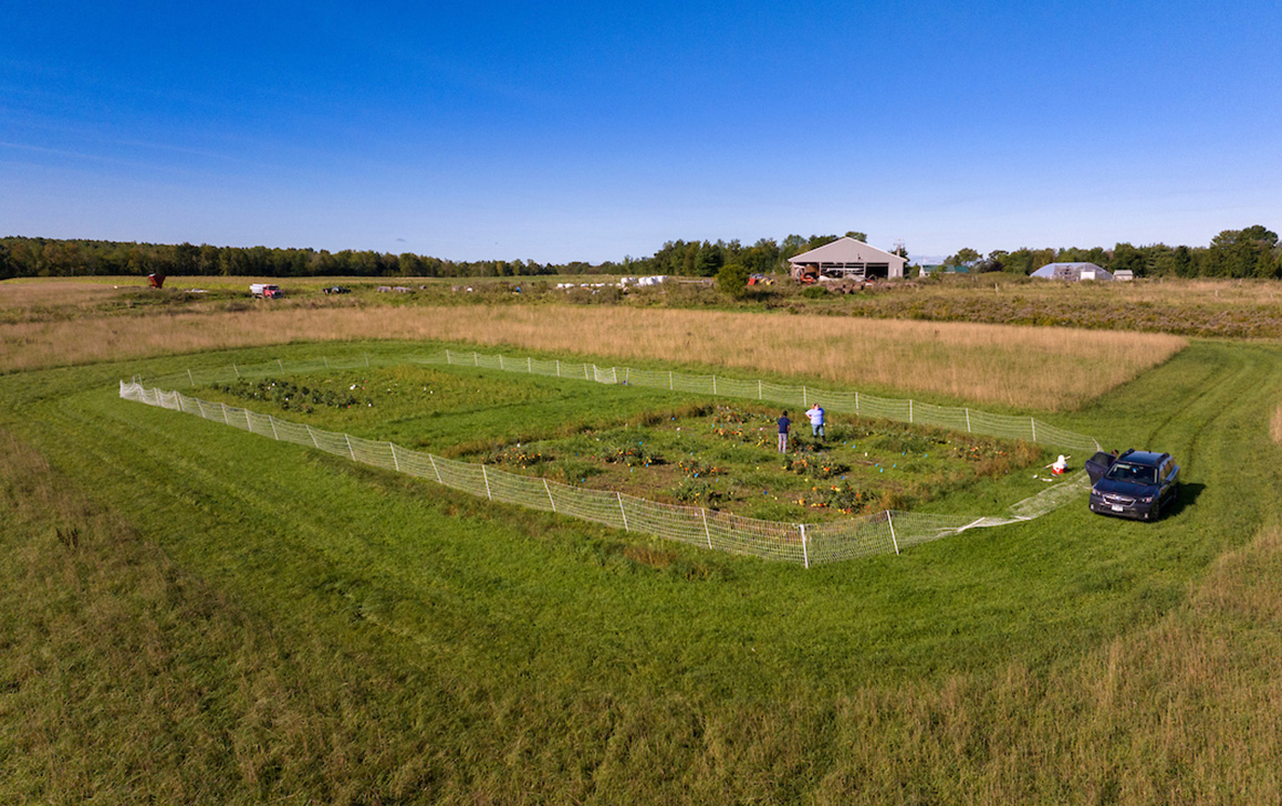 An aerial photo of a field