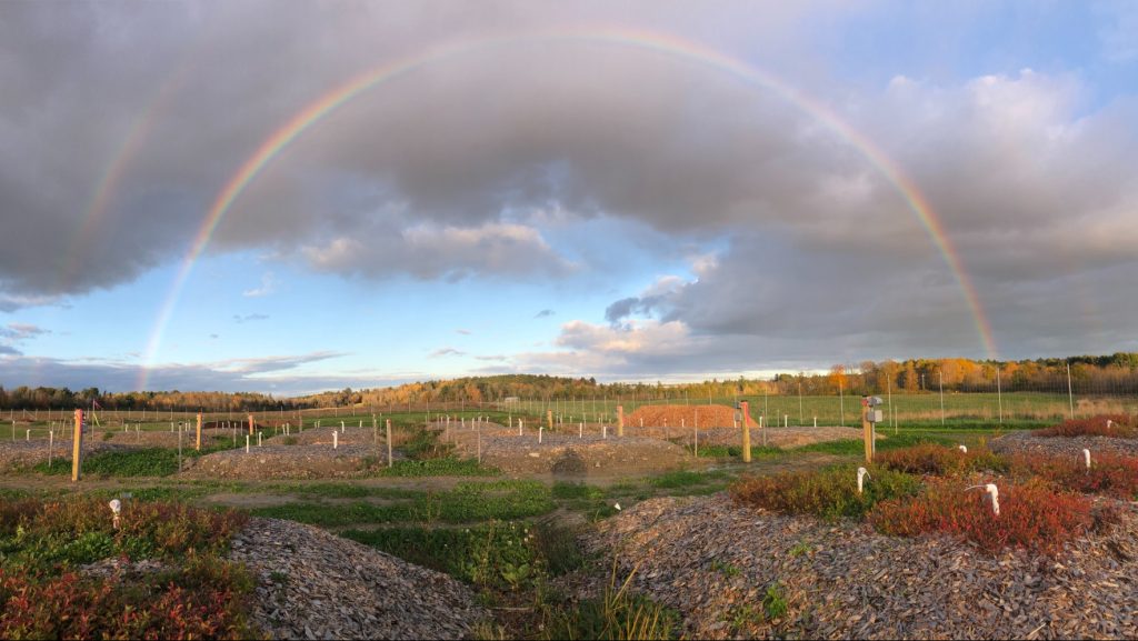 An image of a rainbow over a blueberry field