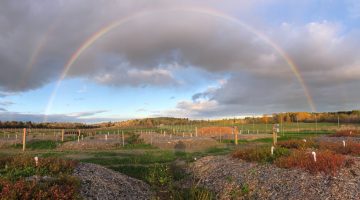 An image of a rainbow over a blueberry field