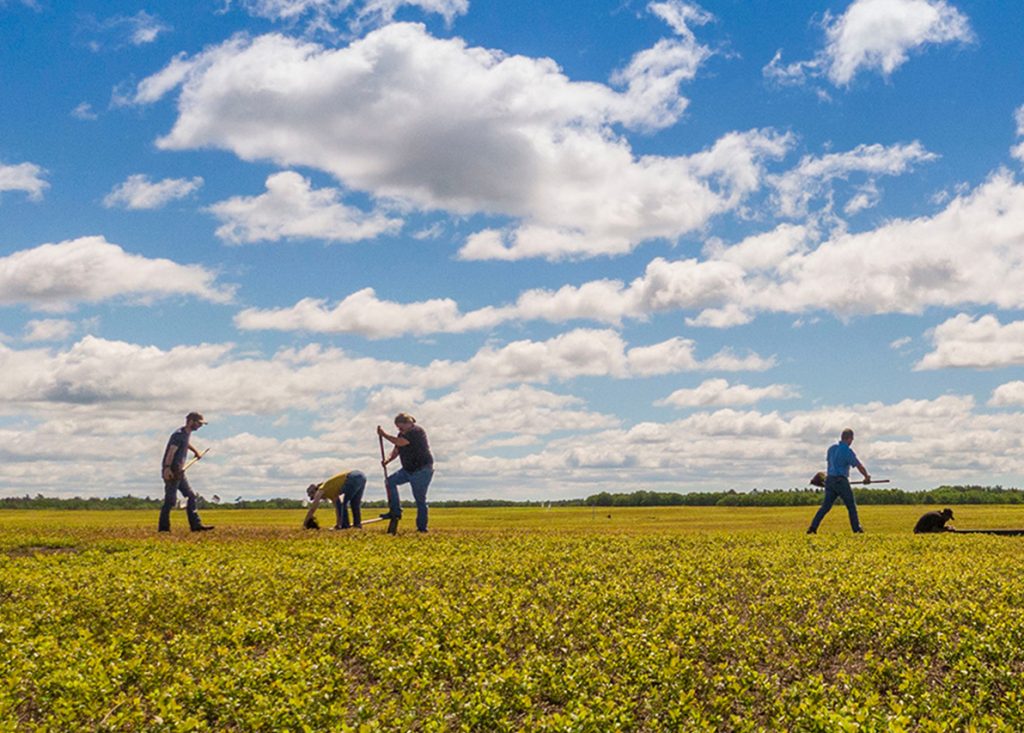 A photo of researchers in a blueberry field