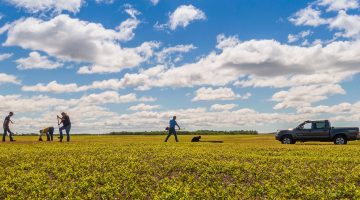 A photo of a blueberry field