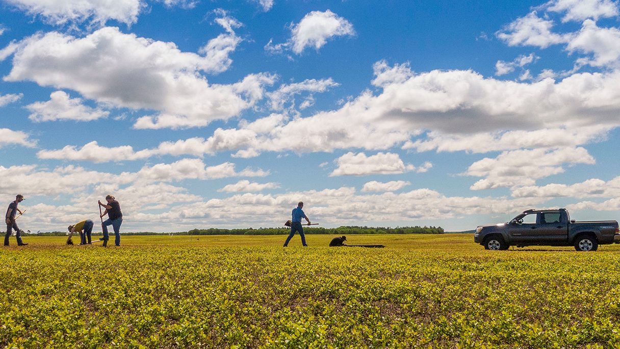 A photo of a blueberry field