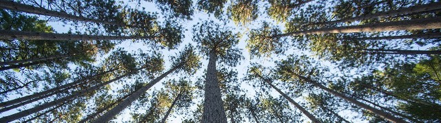 Image of trees from the perspective of the forest floor, looking up toward the treetops