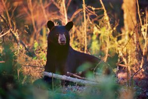 Several miles deep in the summer forest, a black bear feeds on wild blackberries near the West Outlet of the Kennebec River.