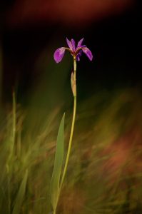 Ruby-throated hummingbirds and muskrats are just a few of the forest habitants that use the blue flag iris as a food source. These showy flowers bloom profusely in the forest wetlands.