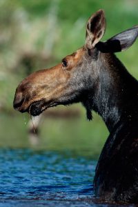 Moose are common within the boundaries of the proposed Maine Woods National Park and is the region’s largest denizen. The summer months have moose wading into shallow ponds and lakes to feed on succulent vegetation, and to escape marauding biting insects.