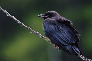 Nestled between Big Moose Mountain and Little Moose Mountain is a lovely, pond-filled valley. Along the southern shores of the ponds are large cliffs, the source of echoes from a calling raven. Could there be a raven’s nest on what seems to be a perfect place - these cliffs?