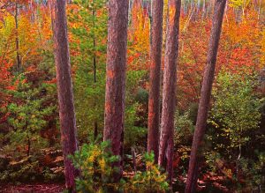 Red pine trees frame the brilliance of an autumn sunrise in Maine’s great northern forest.