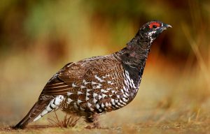 A male spruce grouse pauses while feeding along the forest edge.