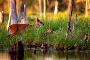 A doe white-tail deer feeds on succulent vegetation at the water’s edge. The fawn watches mom intently, learning the land that is its home, and emulates her by grasping some vegetation. The fawn is still dependent on her mom’s warm milk, but is learning valuable life lessons about food types and locations.