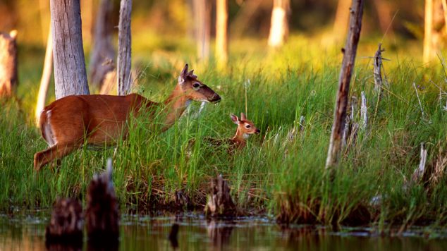 A doe white-tail deer feeds on succulent vegetation at the water’s edge. The fawn watches mom intently, learning the land that is its home, and emulates her by grasping some vegetation. The fawn is still dependent on her mom’s warm milk, but is learning valuable life lessons about food types and locations.