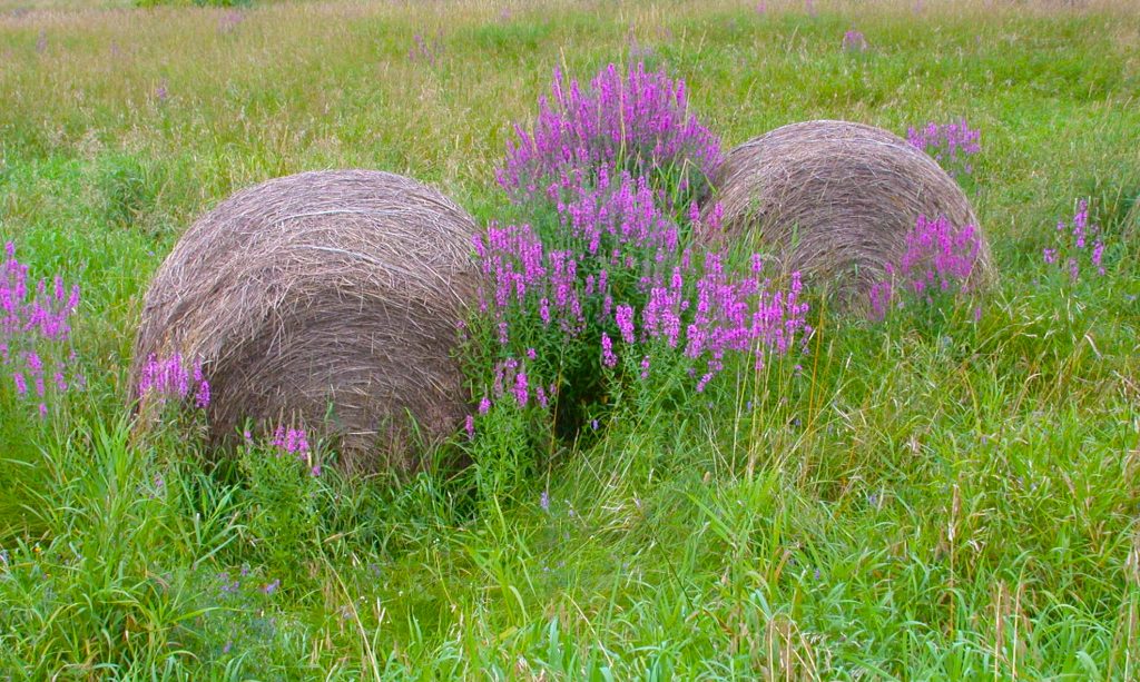 Summer Home photograph, bundles of hay in the grass with purple wildflowers