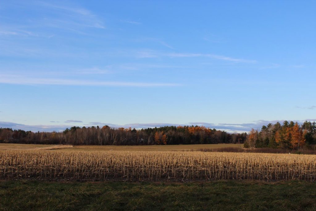 Photograph of a field in Maine with a blue sky and colorful leaves in the background, by Tatiana Vanaria