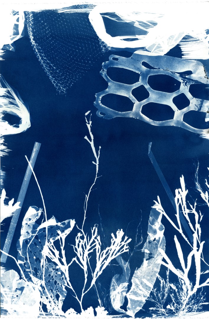 Cyanotype Impressions of the Atlantic Ocean in Maine - The Maine Journal of  Conservation and Sustainability - University of Maine